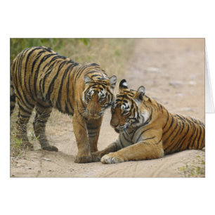 Tigre du Bengale royal et jeune - Se touchant en a