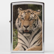 Tigre merveilleux