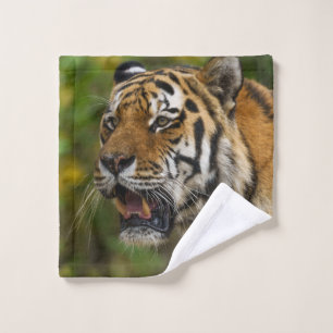 Tigre Montrant Ses Dents
