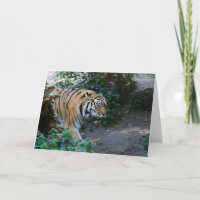 Tigre sibérien • Carte de voeux