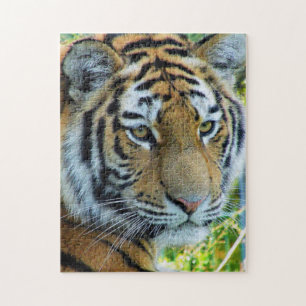 Tigre sibérien, puzzle de tigre d'Amur