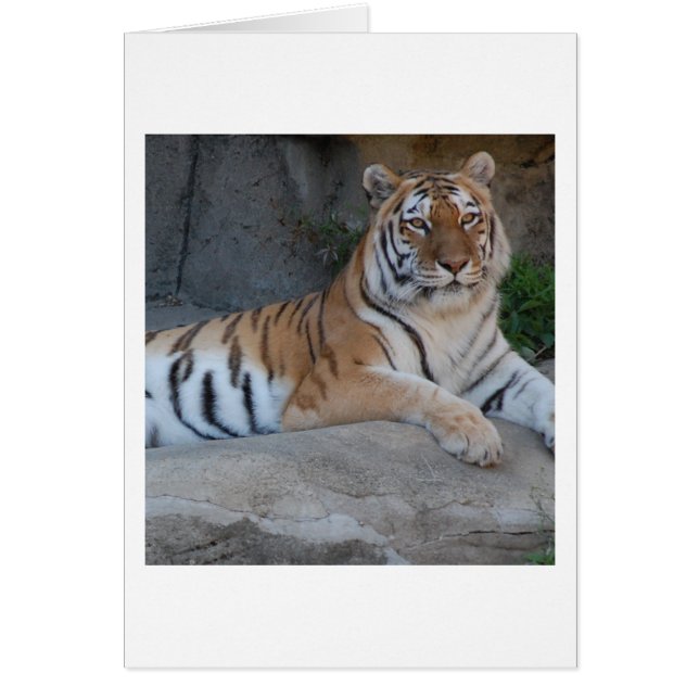 Tigres du Bengale (Devant)