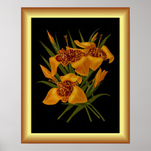 Tigridia Conchiplora Var Canariensis ~ Botanisch Poster