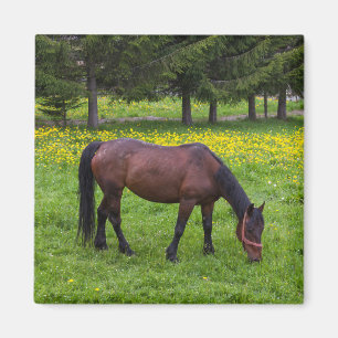Tihuta-Pass, Pferd auf der Weide Magnet