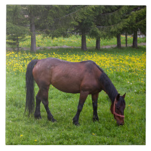 Tihuta Pass, Pferd in der Natur Fliese