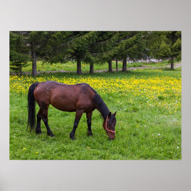 Tihuta Pass, Pferd in der Natur Poster (Vorne)