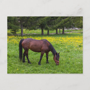 Tihuta Pass, Pferd in der Natur Postkarte
