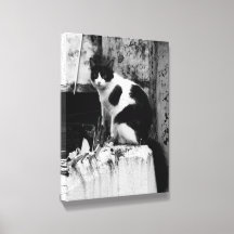 Photo de chat en N&B