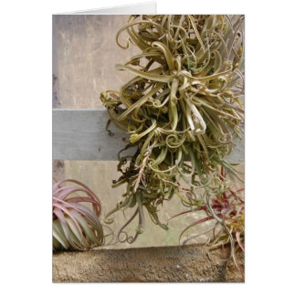 Tillandsia