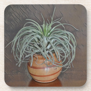 Tillandsia Oaxacana Air Pflanze Getränkeuntersetzer
