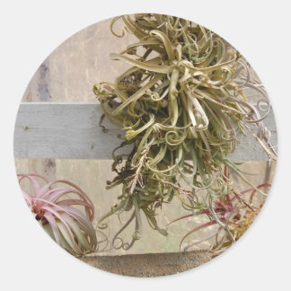 Tillandsia Runder Aufkleber