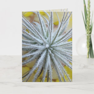 Tillandsia tectorum karte