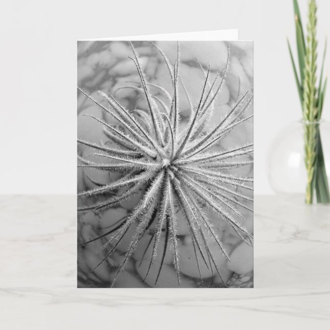 Tillandsia tectorum karte (Vorderseite)