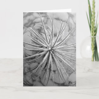 Tillandsia tectorum karte