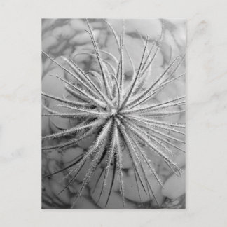 Tillandsia tectorum postkarte