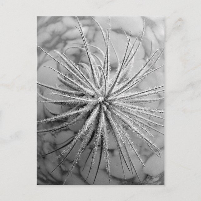 Tillandsia tectorum postkarte (Vorderseite)