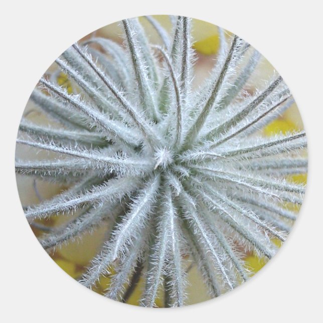 Tillandsia tectorum runder aufkleber (Vorderseite)
