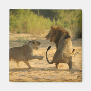 Timbavati Fluss, Kruger Nationalpark, der Limpopo Magnet