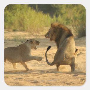 Timbavati Fluss, Kruger Nationalpark, der Limpopo Quadratischer Aufkleber