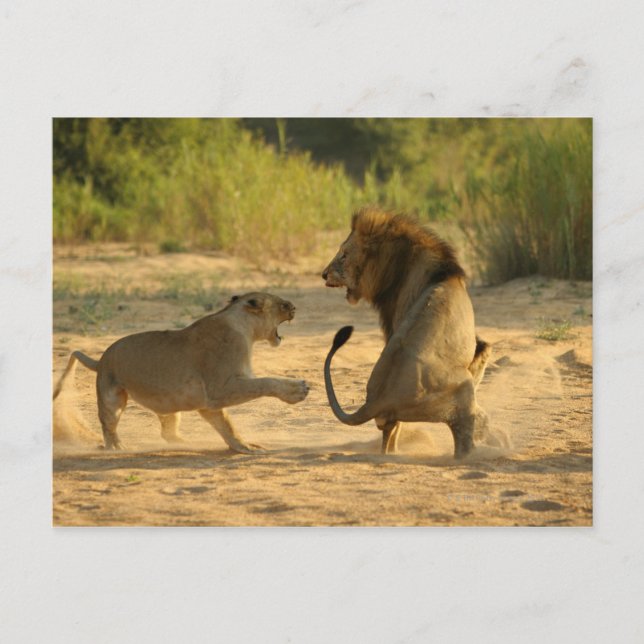 Timbavati River, Kruger Nationalpark, Limpopo Postkarte (Vorderseite)