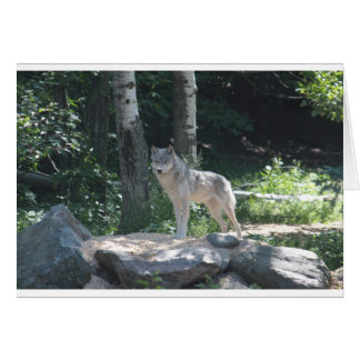 Timber Wolf
