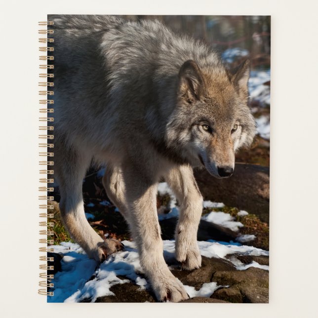 Timber Wolf (Devant)