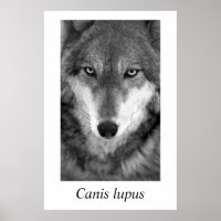 Timber Wolf #1 Canis lupus
