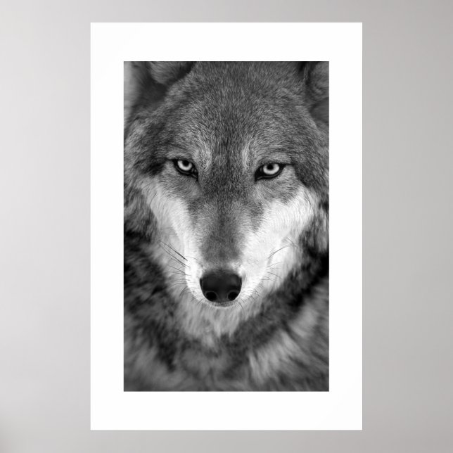 Timber Wolf #1 Poster (Vorne)