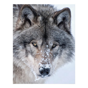 Timber Wolf Fotodruck
