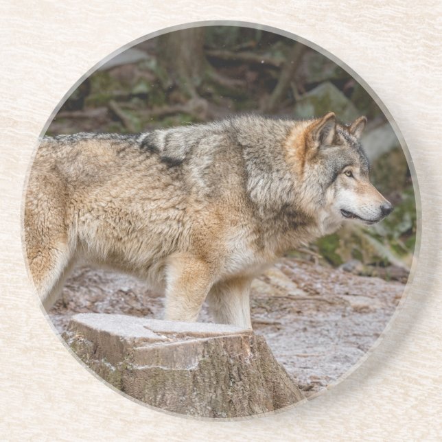 Timber Wolf Getränkeuntersetzer (Vorne)
