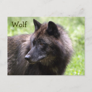 Timber Wolf Gray Wolf Wild Animal Postkarten