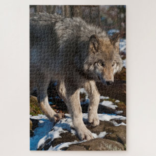 Timber Wolf Jigsaw Puzzle