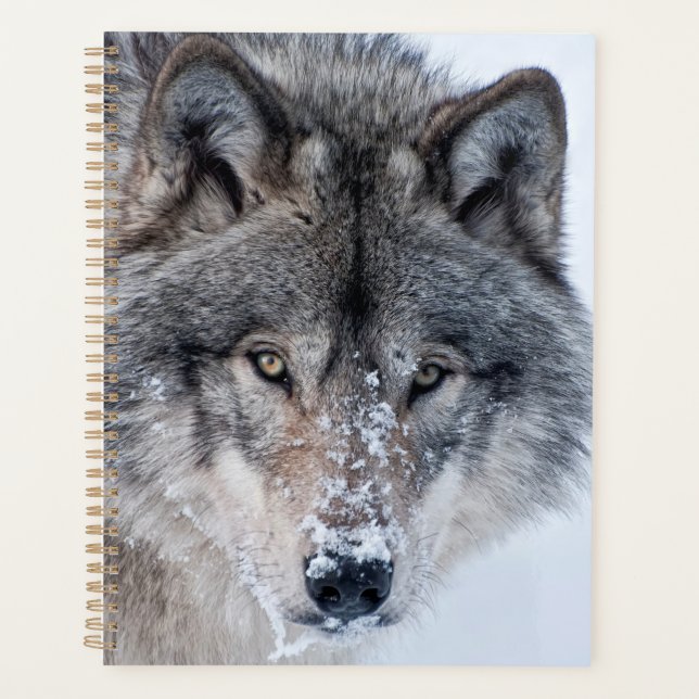 Timber Wolf  Planer (Vorderseite)