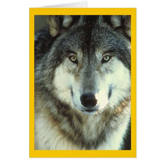 Timber Wolf von Junglewalk.com (Vorne)