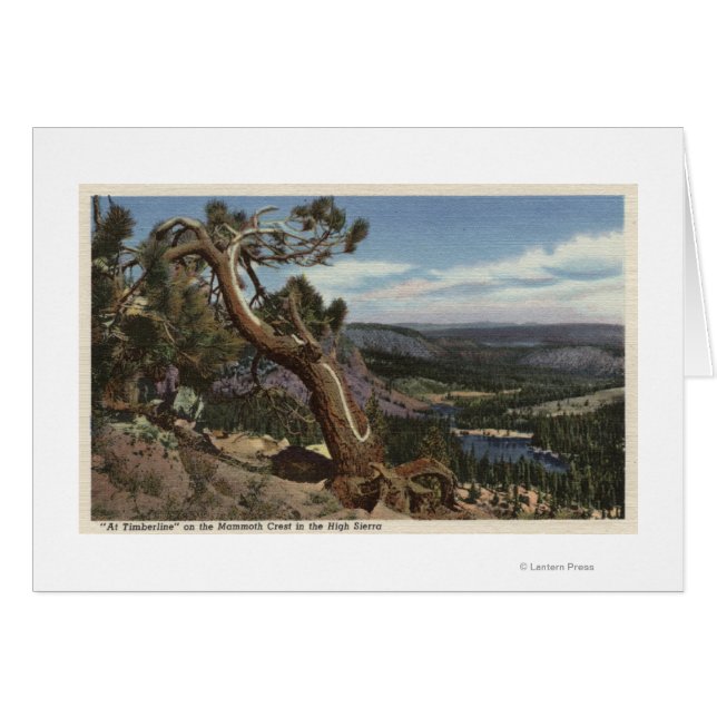 Timberline im Mammoth-Wappen (Vorderseite (Horizontal))