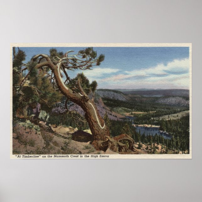 Timberline im Mammoth-Wappen Poster (Vorne)