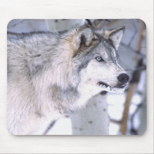 Timberwolf, Canis lupus, Film Tier Utah) Mousepad