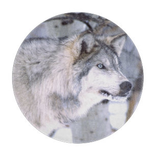 Timberwolf, Canis lupus, Film Tier Utah) Schneidebrett