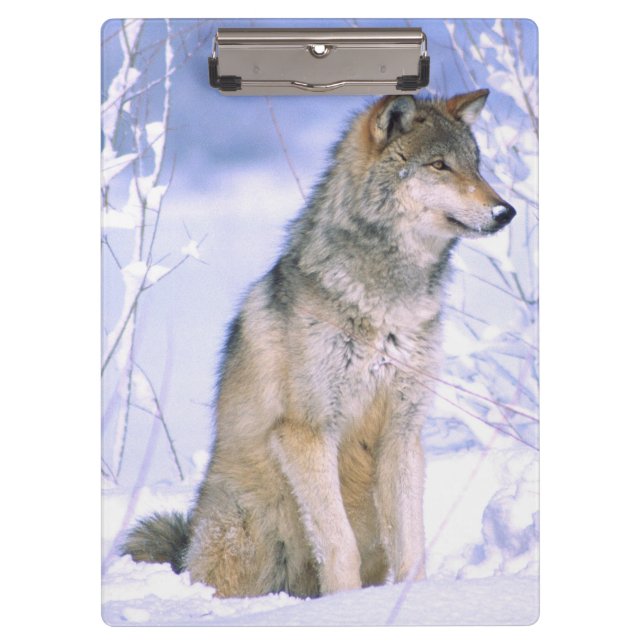 Timberwolf, der im Schnee sitzt, Canis Lupus, Klemmbrett (Vorderseite)