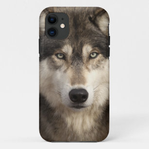 Timberwolf durch Jim Zuckerman title_seo2