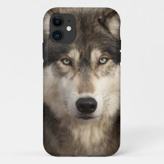 Timberwolf durch Jim Zuckerman title_seo2
