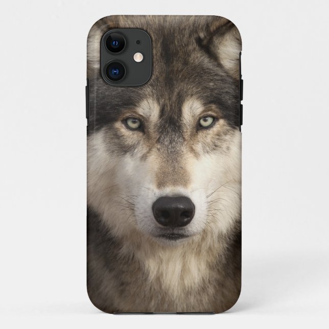 Timberwolf durch Jim Zuckerman Case-Mate iPhone Hülle (Rückseite)