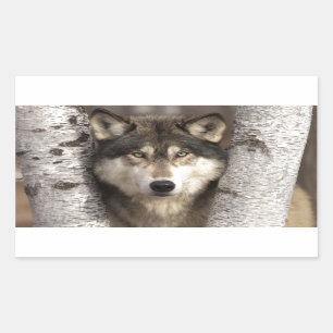 Timberwolf durch Jim Zuckerman Rechteckiger Aufkleber