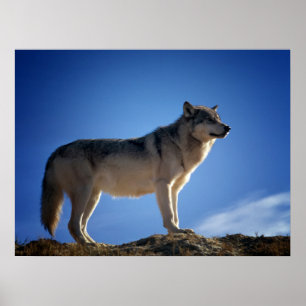 Timberwolf in Montana - großes Himmel-Land Poster