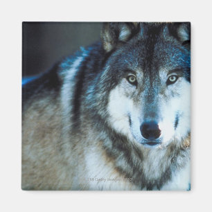 Timberwolf Magnet