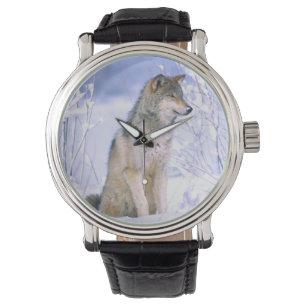 Timberwolf sitzt im Schnee, Canis lupus, Armbanduhr