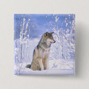 Timberwolf sitzt im Schnee, Canis lupus, Button