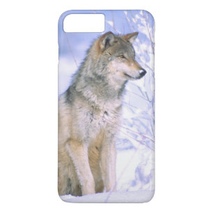 Timberwolf sitzt im Schnee, Canis lupus, iPhone 8 Plus/7 Plus Hülle