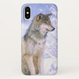 Timberwolf sitzt im Schnee, Canis lupus, iPhone X Hülle
