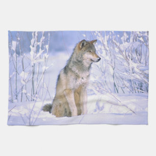 Timberwolf sitzt im Schnee, Canis lupus, Handtuch